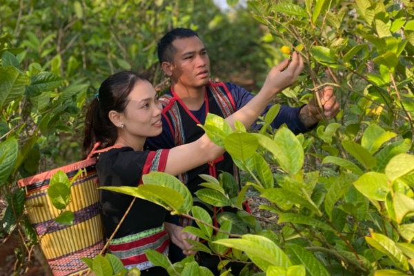 Cây trà hoa vàng có đặc điểm sinh trưởng đặc biệt