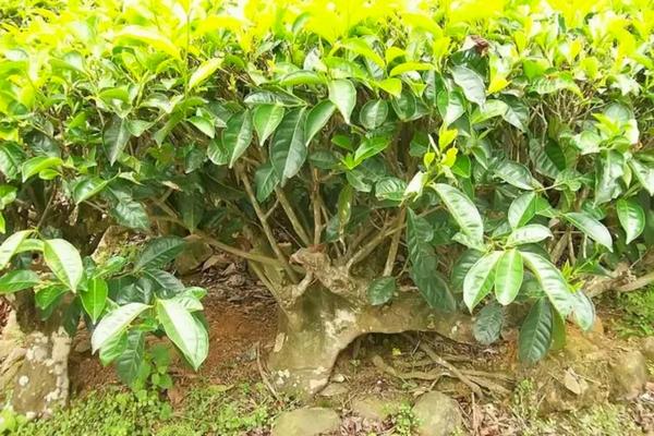 Cây trà mới trồng cần được chăm sóc kỹ lưỡng