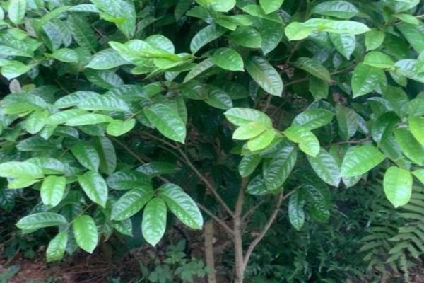 Chọn cây giống trà hoa vàng tốt rất quan trọng