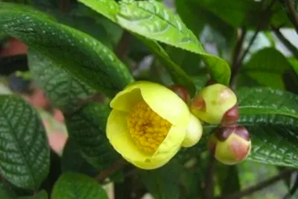 Đặc điểm của lá trà hoa vàng