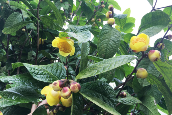 Điều kiện sinh trưởng của cây trà Ba Chẽ