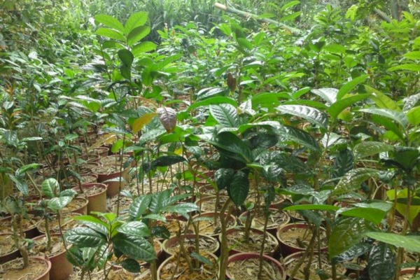 Lá trà hoa vàng có nhiều công dụng tuyệt vời