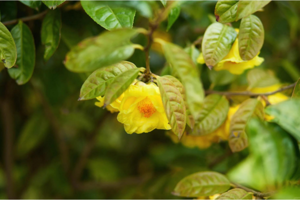 Trà hoa vàng xuất hiện ở miền Bắc và Quảng Tây Trung Quốc