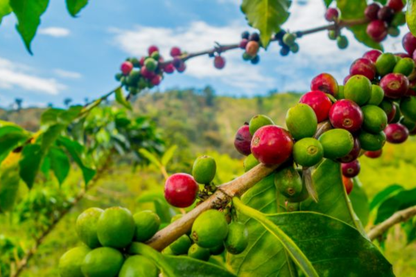 Quả của cây cà phê Arabica