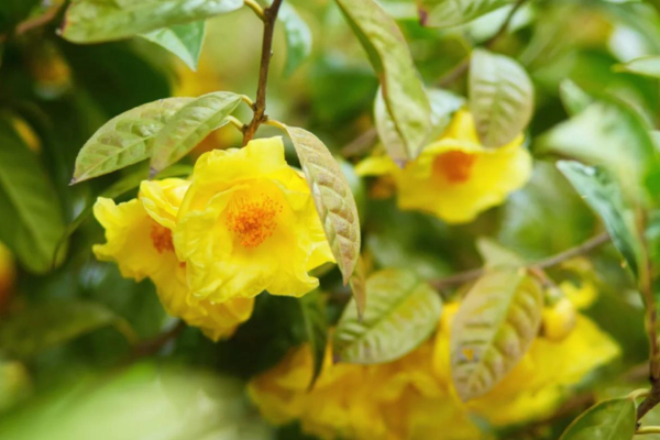 Tác dụng của trà hoa vàng cho sức khoẻ