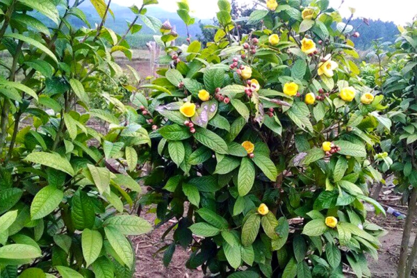 Trà hoa vàng Ba Chẽ - Quảng Ninh