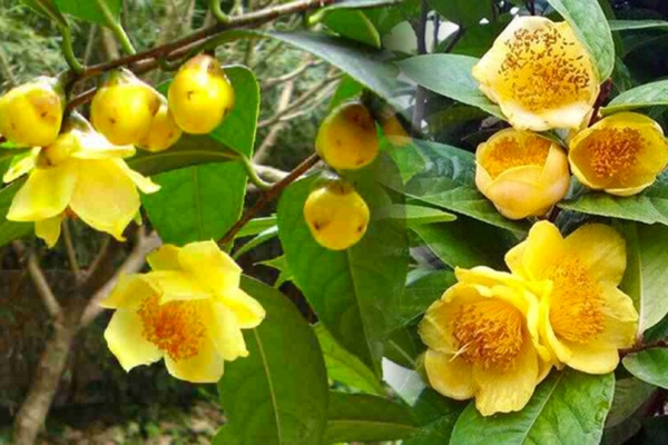 Trà hoa vàng Ba Vì