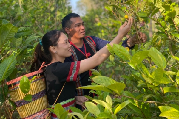 Trà hoa vàng Daigan tại Gia Lai