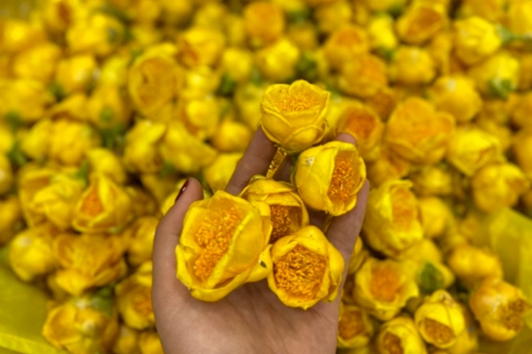 Trà hoa vàng sấy lạnh