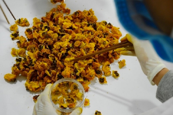 Trà hoa vàng sấy nhiệt