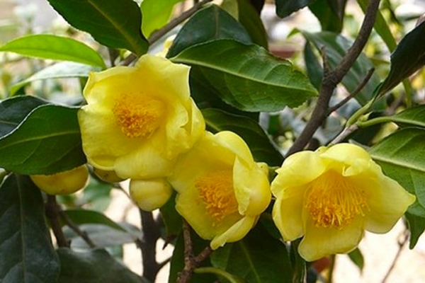 Trà hoa vàng Tam Đảo - Vĩnh Phúc