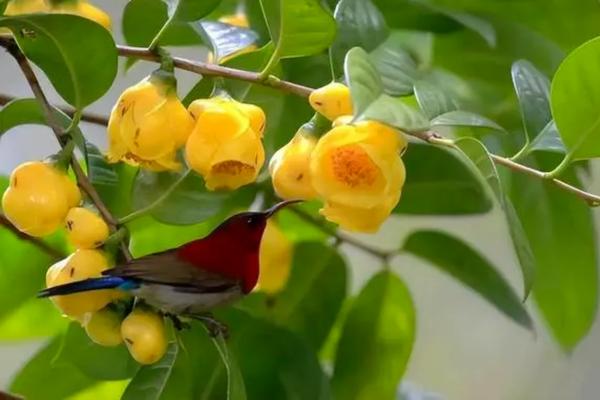 Trồng hoa trà vàng không nên vội vàng