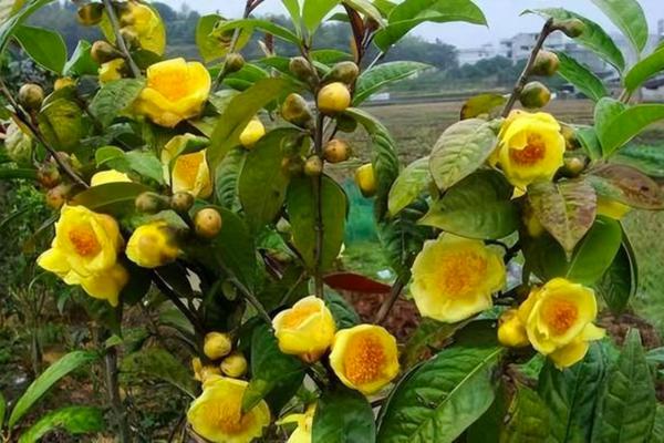 Tưới nước đầy đủ và đúng cách cho cây trà