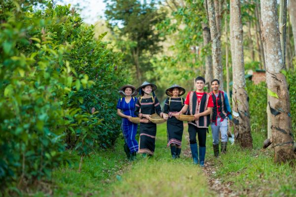 Vùng trồng trà hoa vàng tại Gia Lai của Daigan