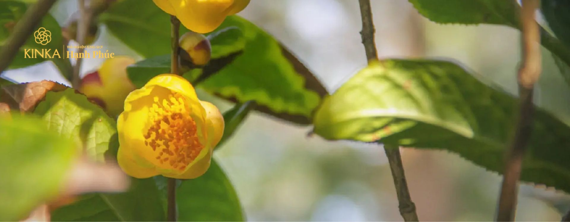 Trà Hoa Vàng tại Rừng Trà KINKA