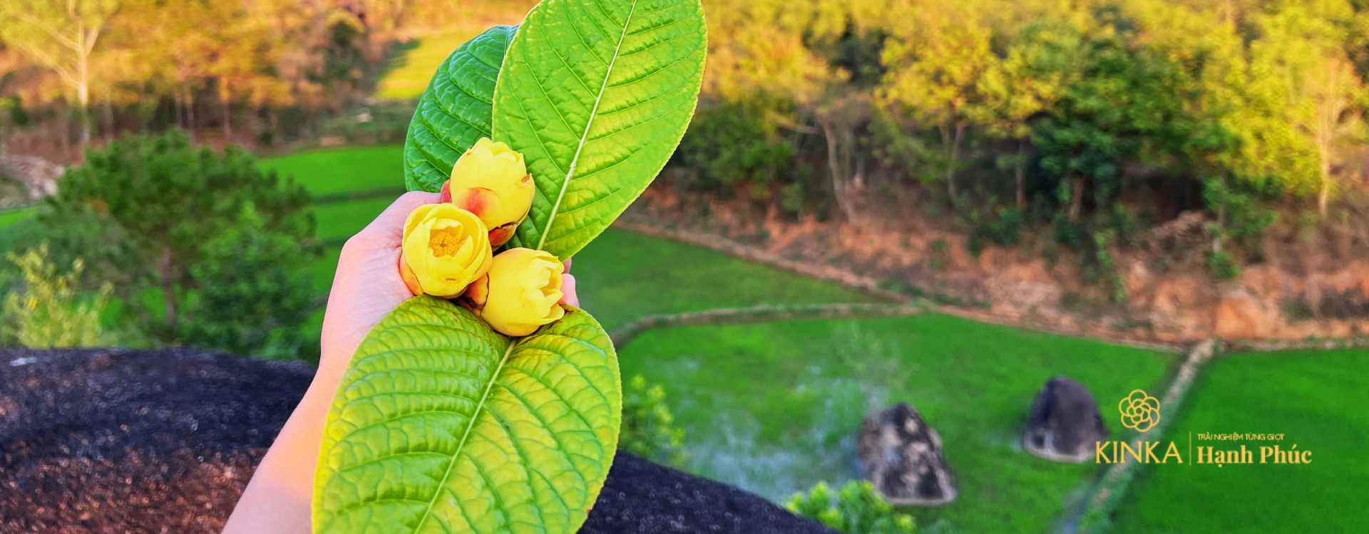 Trà Hoa Vàng tươi