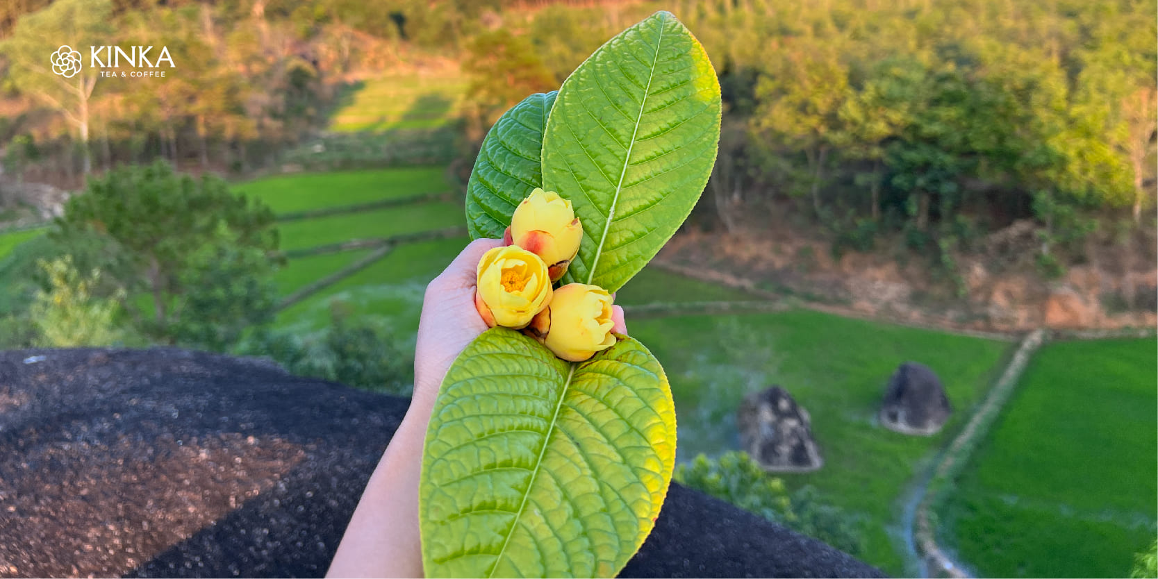 Cách bảo quản trà hoa vàng