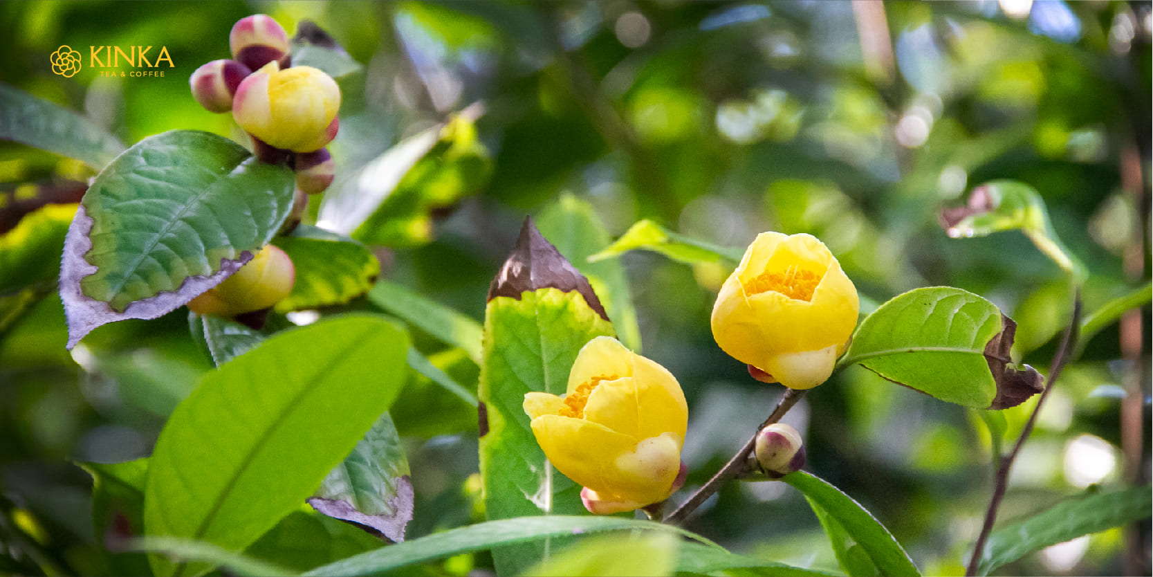 Cách bảo quản trà hoa vàng tươi: Giữ trà hoa vàng khô ráo