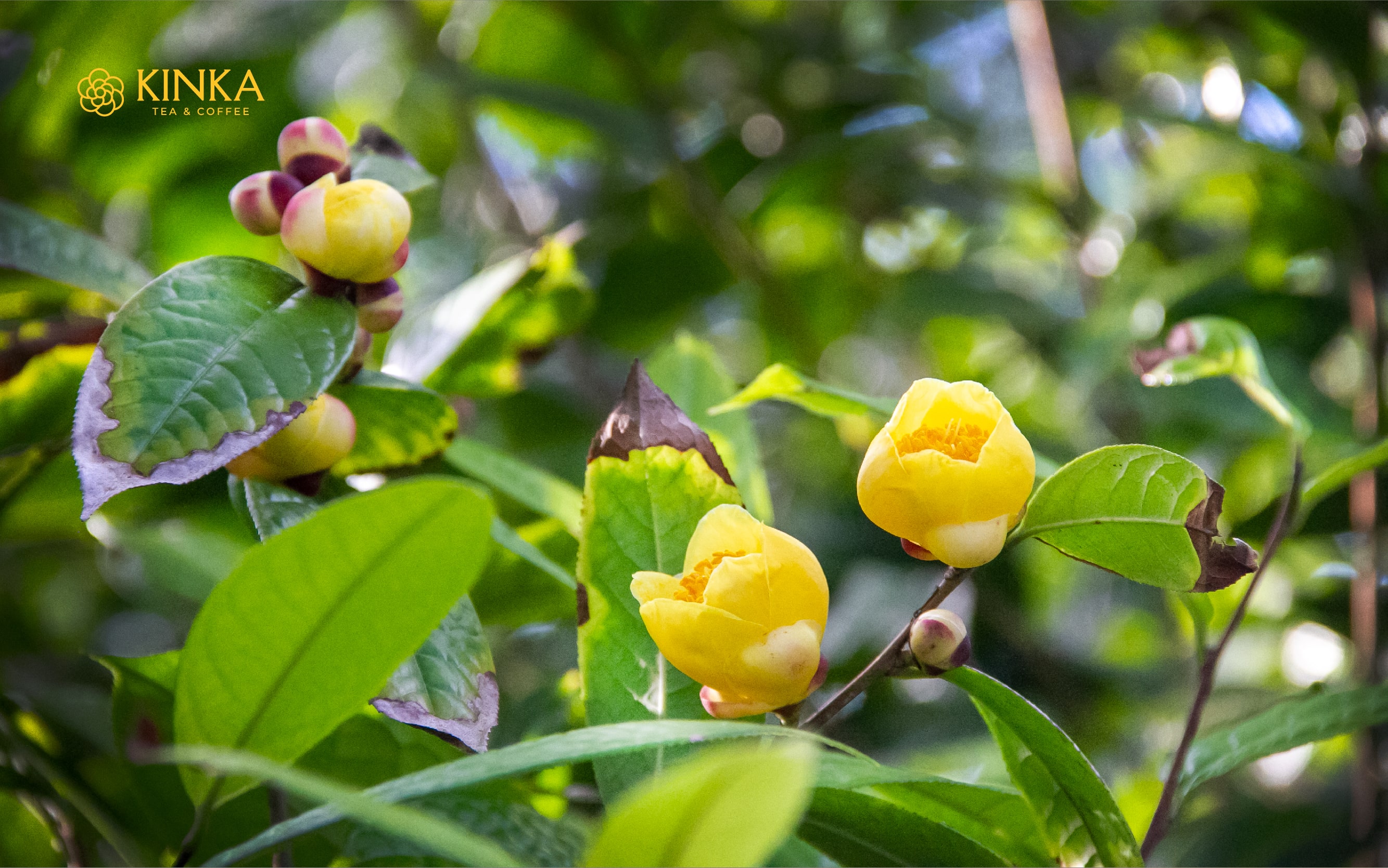 Bộ phận dùng để ngâm rượu trà hoa vàng