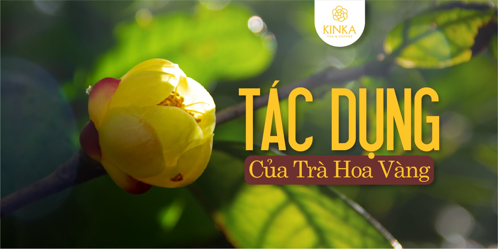 Tác dụng của trà hoa vàng