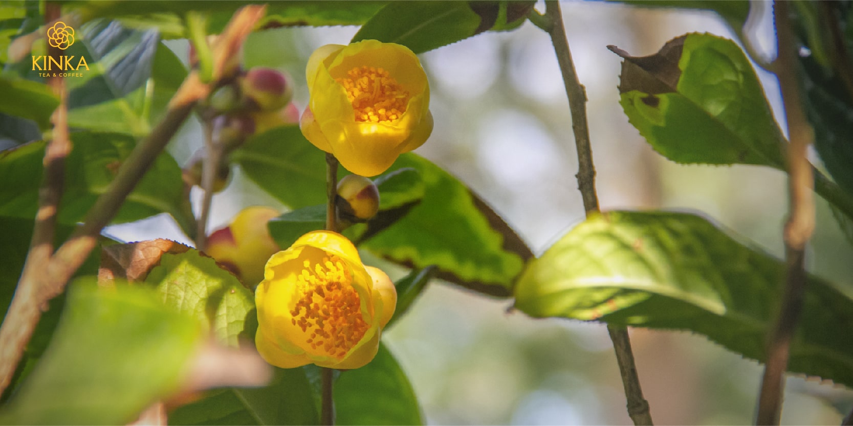 Cách sử dụng trà hoa vàng