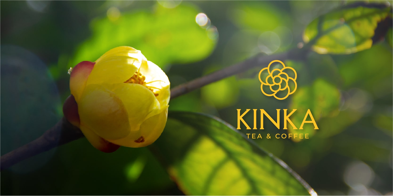 Tìm hiểu trà hoa vàng