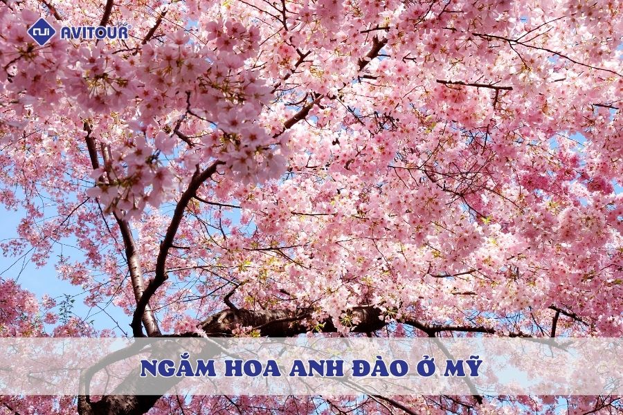 Bật mí những thiên đường ngắm hoa anh đào ở Mỹ 2025