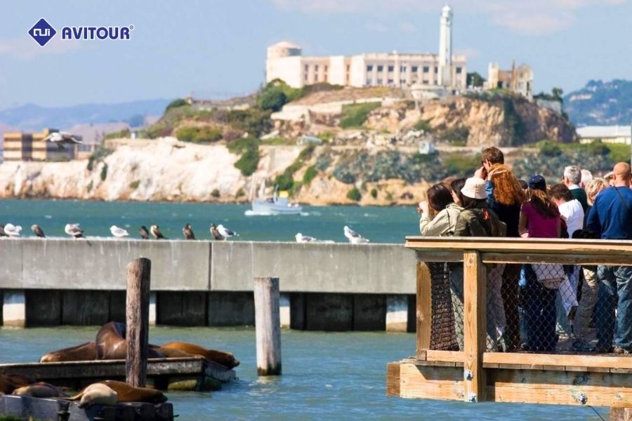 Bến Ngư Phủ Fisherman's Wharf: Điểm đến sôi động giữa lòng San Francisco