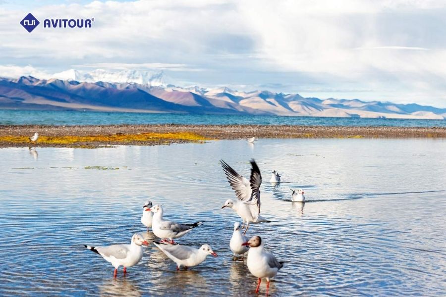 Bốn mùa ở hồ Yamdrok: Bản giao hưởng sắc màu của đất trời Tây Tạng