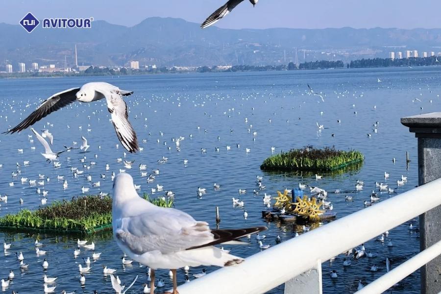 Cẩm nang du lịch Côn Minh dành cho du khách