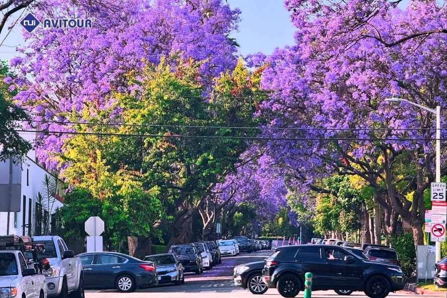 Check-in mùa hoa phượng tím California với những tọa độ cực đẹp