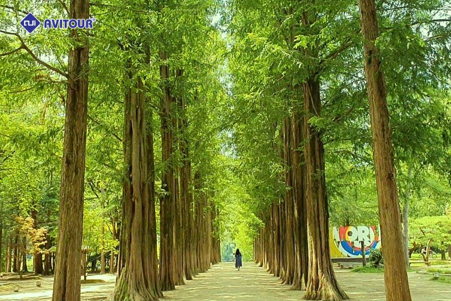 Chiêm ngưỡng bức tranh phong cảnh nên thơ của Đảo Nami