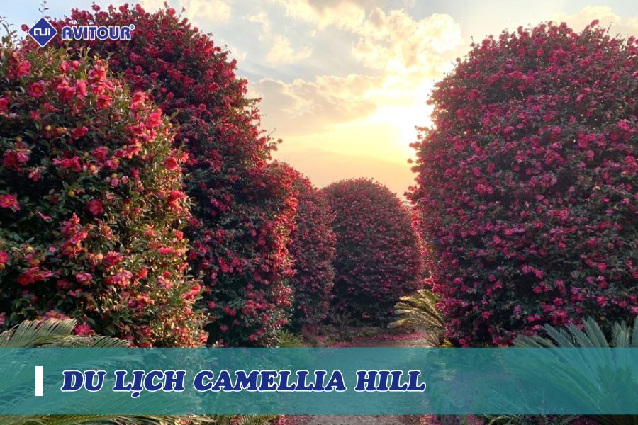 Chìm Đắm Với Vẻ Đẹp Thơ Mộng Của Camellia Hill