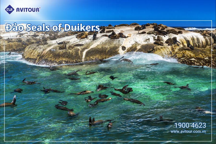 Chương trình du lịch Nam Phi 2024 - Đảo Seals of Duikers