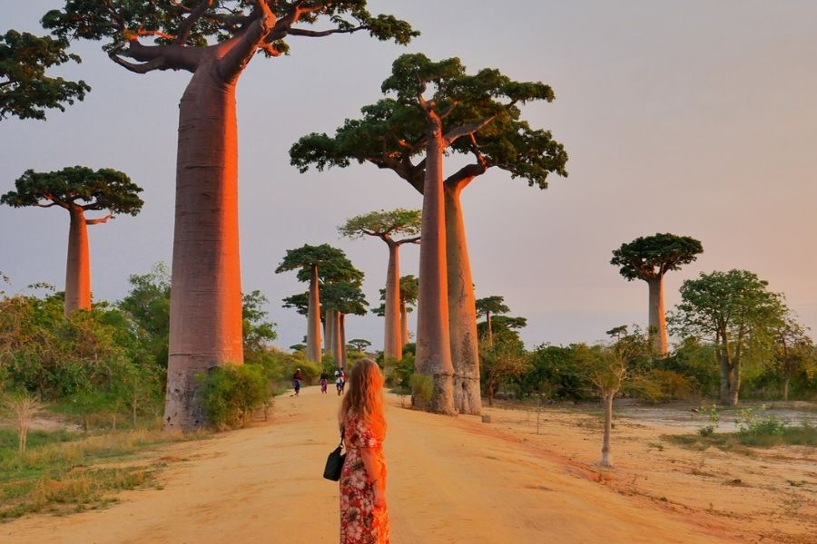 Đại lộ Baobab - Dấu ấn thiên nhiên độc đáo trên đảo Madagascar