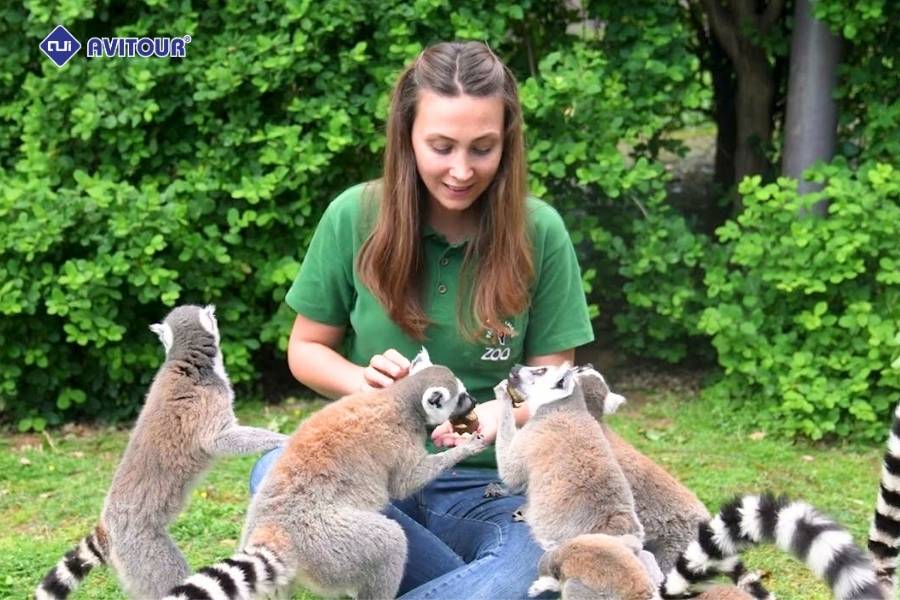 Đắm mình giữa thiên nhiên xanh mát khi khám phá Lemur's Park