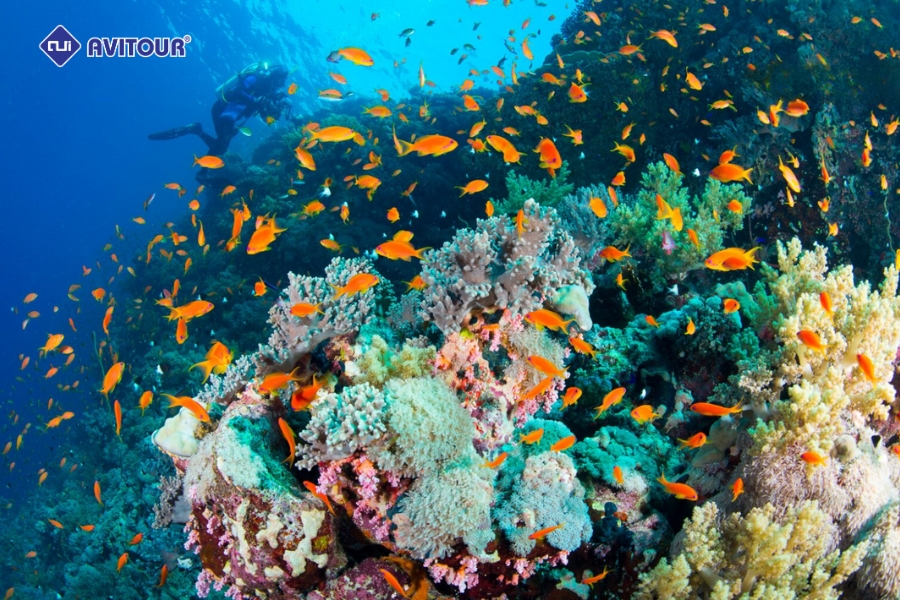 Du Lịch Biển Đỏ: Lạc Vào Thiên Đường Dưới Lòng Đại Dương