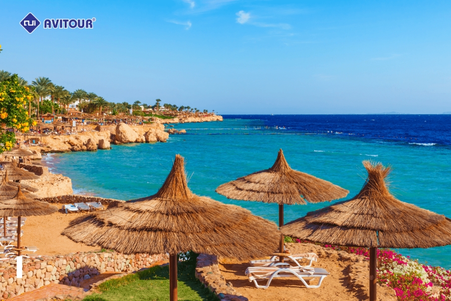 Du Lịch Biển Đỏ: Lạc Vào Thiên Đường Dưới Lòng Đại Dương