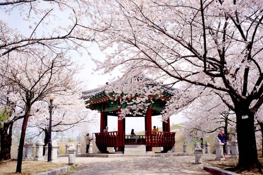 Du lịch Hàn Quốc mùa nào đẹp? Thời tiết và cảnh vật ra sao?