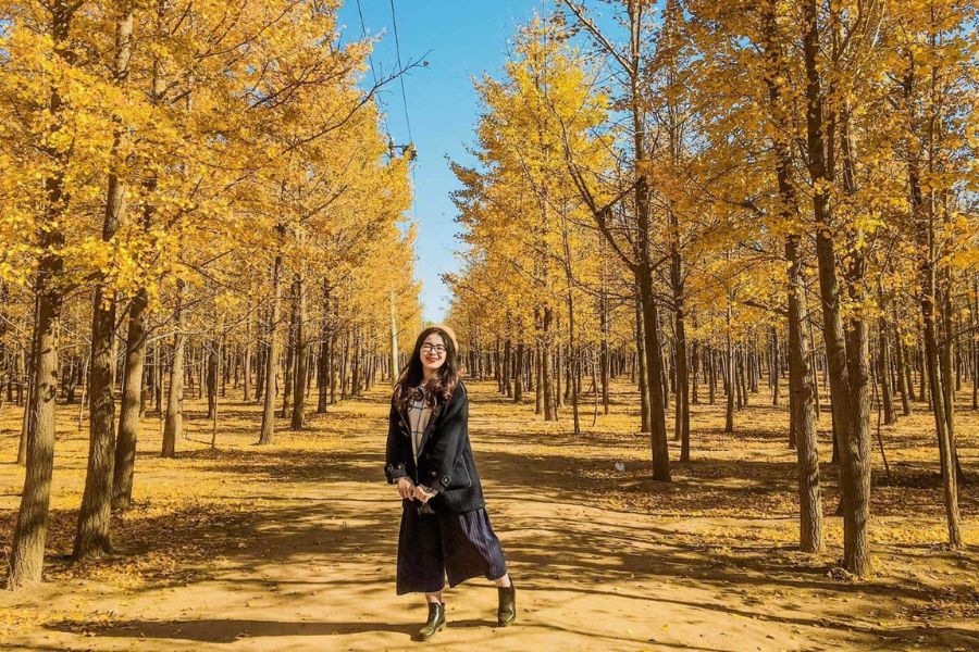 Du lịch Hàn Quốc mùa nào đẹp? Thời tiết và cảnh vật ra sao?