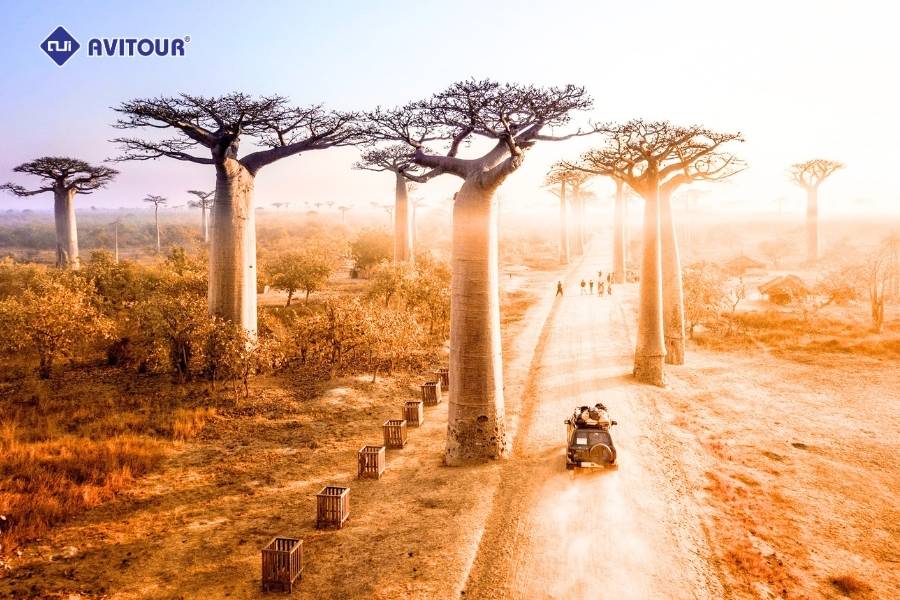 Du lịch Madagascar - Khám phá “lục địa thứ tám” kỳ bí