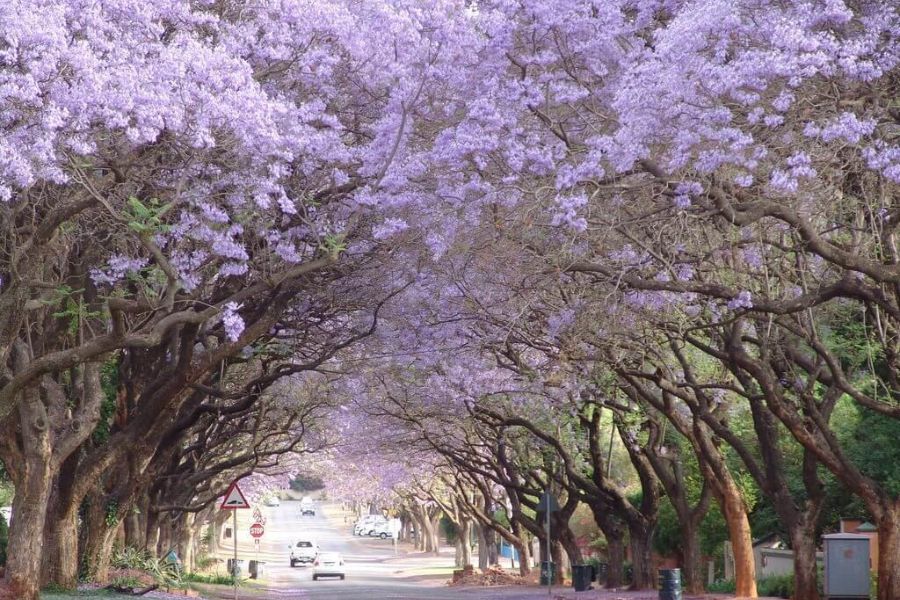 Du lịch Nam Phi mùa nào đẹp nhất để trải nghiệm