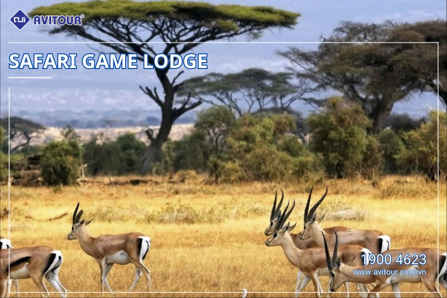 Du Lịch Nam Phi Mùa Phượng Tím: Johannesburg - Thủ Đô Pretoria - Safari Game Lodge - Cape Town - Thị Trấn Hermanus