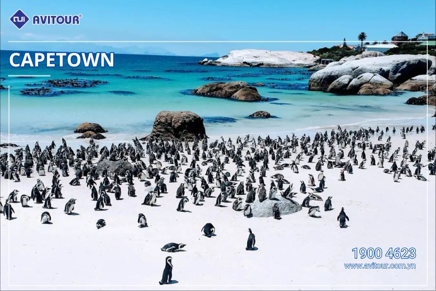 Du Lịch Nam Phi Mùa Phượng Tím: Johannesburg - Thủ Đô Pretoria - Safari Game Lodge - Cape Town - Thị Trấn Hermanus