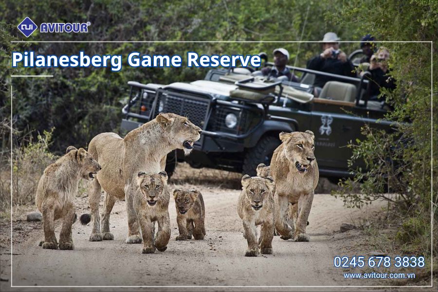 Du lịch Nam Phi: Tour Johannesburg - Pretoria - Safari Game Lodge - Mũi Hảo Vọng - Núi Bàn - Cape Town từ Hà Nội 2025