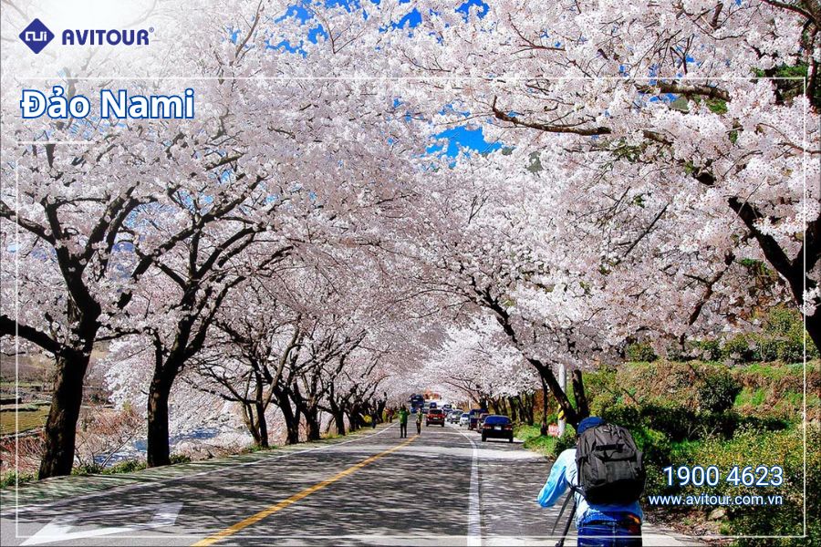 Ngắm hoa anh đào Hàn Quốc: HÀ NỘI – SEOUL - JEJU - NAMI - EVERLAND