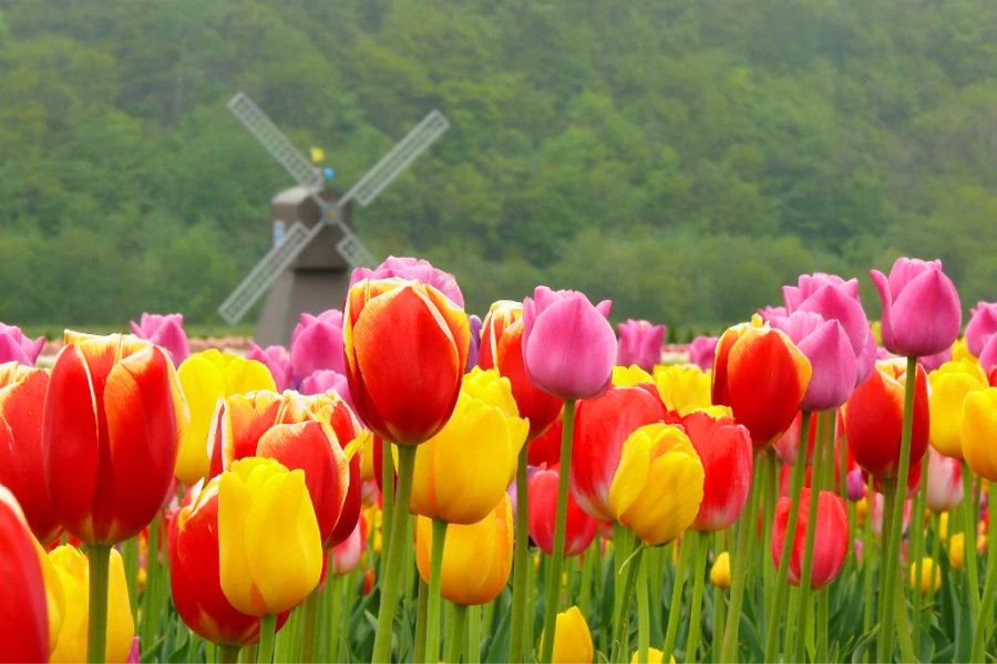 Du lịch Nhật Bản mùa xuân: Những điểm đến tuyệt vời