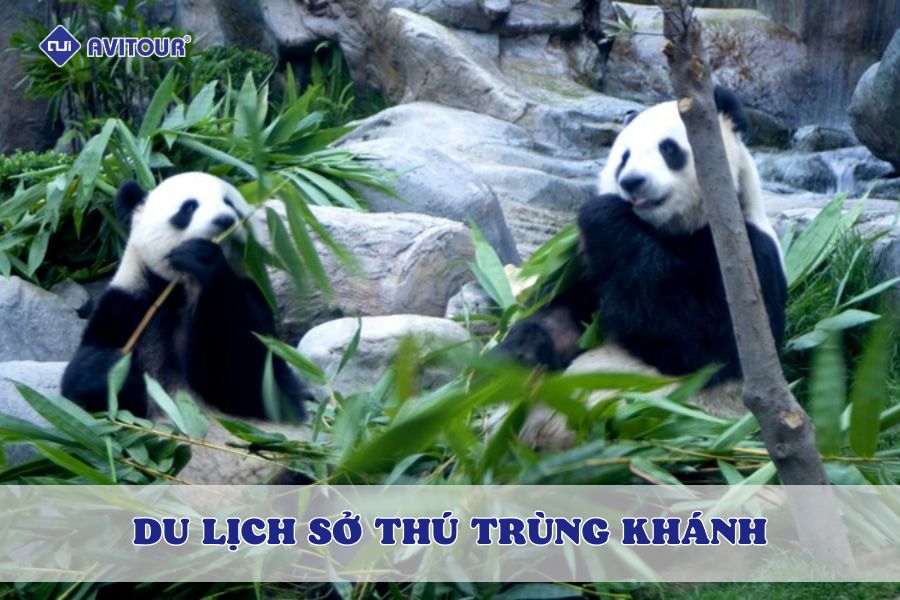 Du lịch sở thú Trùng Khánh là cơ hội tuyệt vời để ngắm nhìn những chú gấu trúc