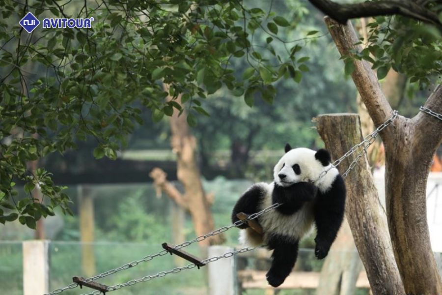 Du lịch sở thú Trùng Khánh là cơ hội tuyệt vời để ngắm nhìn những chú gấu trúc