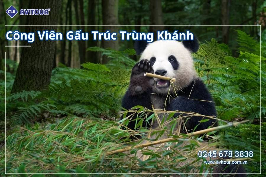 Du lịch Trung Quốc: Tour Trùng Khánh - Thành Đô - Cửu Trại Câu - Trượt Tuyết Gia Côn Sơn từ Hà Nội 2025